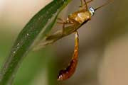 Ichneumon Wasp (Netelia producta) (Netelia producta)